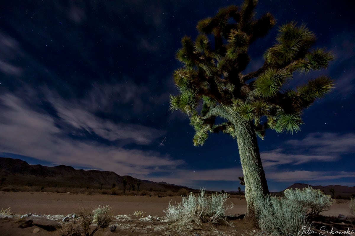 Joshua Tree in Death Valley, California
